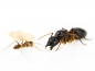 Camponotus pseudoirritans